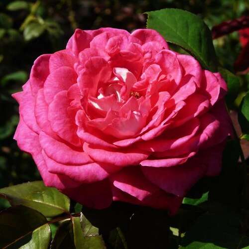Роза чайно-гибридная Акапелла